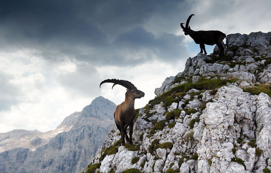 Ibexes in Julian Alps with Triglav in the background